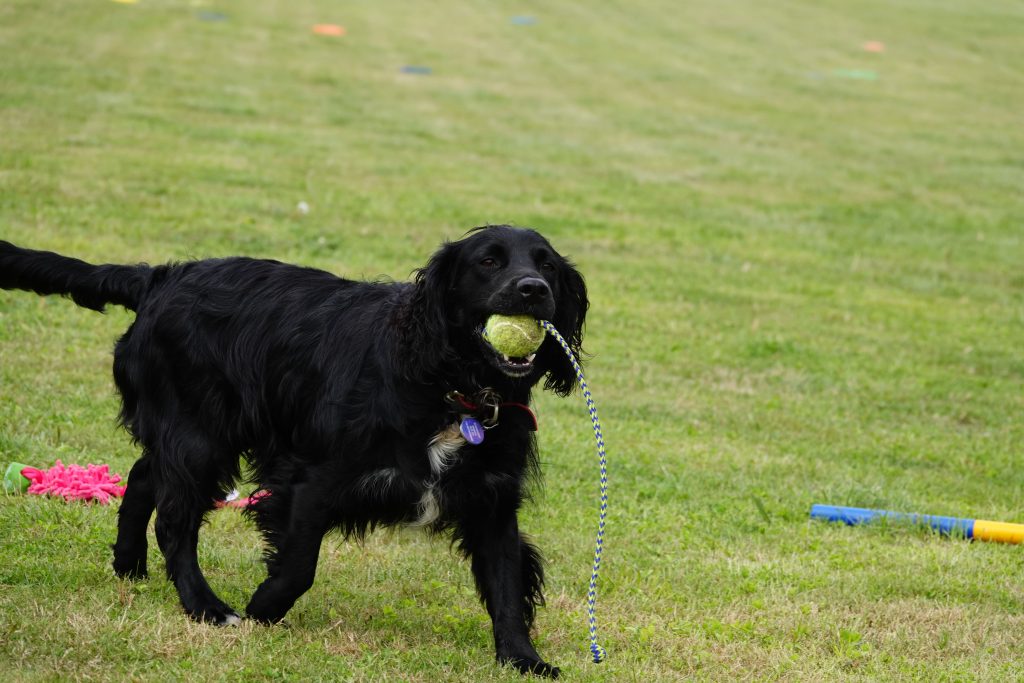 Black Dog With Ball